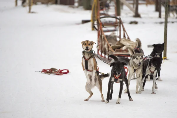 Sledding with sled dog in lapland in winter time — Stock Photo, Image