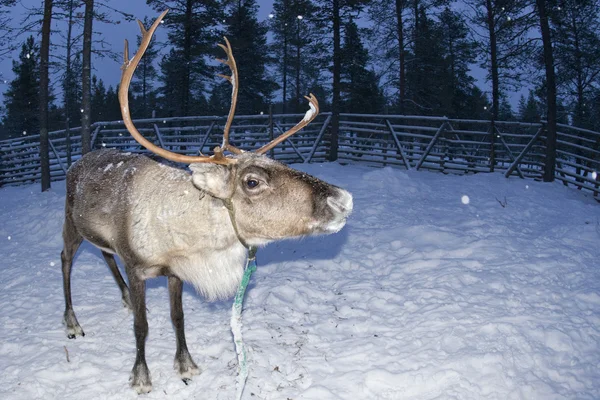 Reindeer portrait in winter snow time — Stock Photo, Image