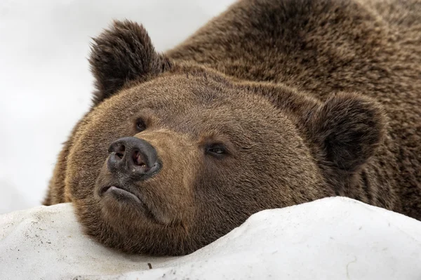 Bear brown grizzly portrait in the snow — Stock Photo, Image