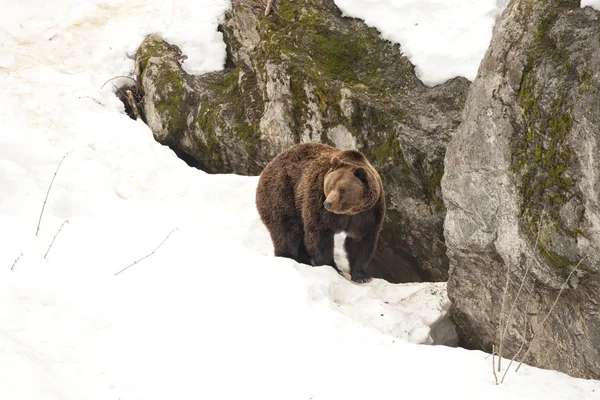 Grizzly na białym tle niedźwiedź czarny brązowy chodzenia po śniegu — Zdjęcie stockowe