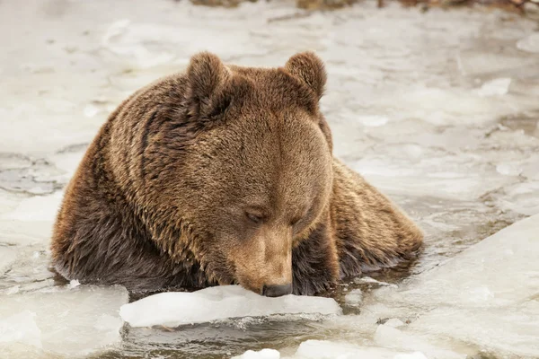 Černý medvěd hnědý grizzlyho v zimě — Stock fotografie