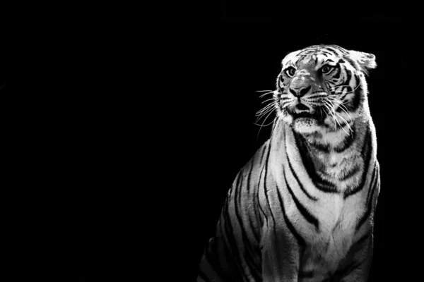 Tiger ready to attack looking at you on black background — Stock Photo, Image