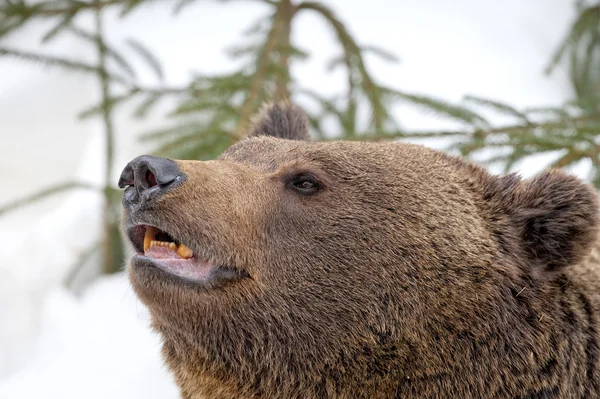 Bear brown grizzly portrait in the snow Stock Picture