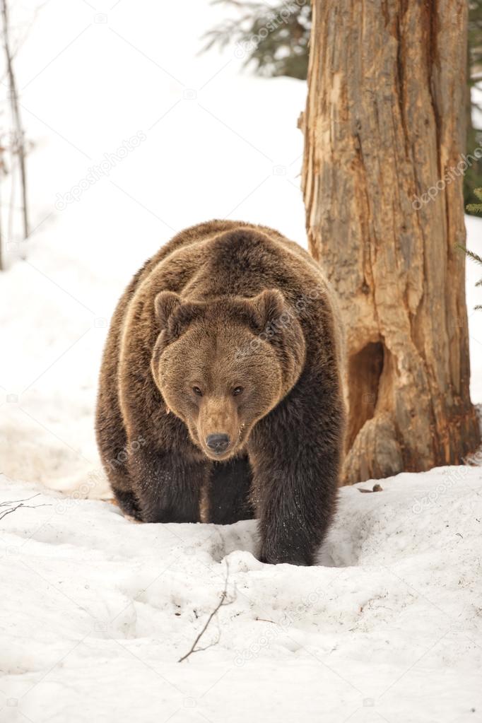 Isolated black bear brown grizzly walking on the snow 