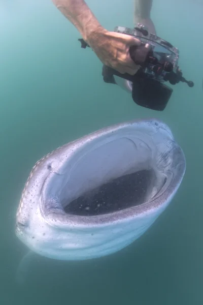 Tubarão-baleia aproxima-se de um mergulhador subaquático em Baja California — Fotografia de Stock