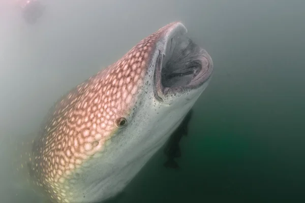 Tubarão-baleia aproxima-se de um mergulhador subaquático em Baja California — Fotografia de Stock