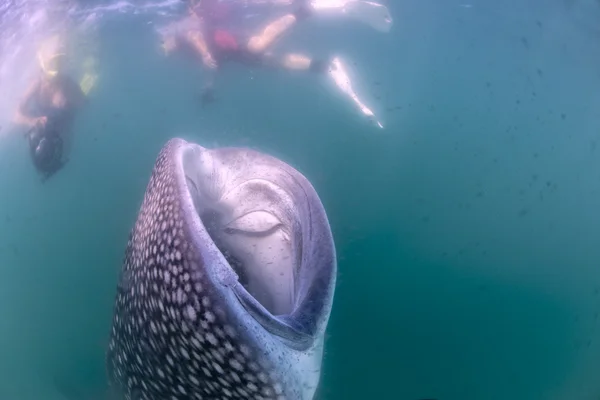 Walhai nähert sich Taucher unter Wasser in Kalifornien — Stockfoto