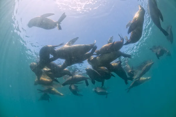 Seal familia lobo marino bajo el agua mirándote —  Fotos de Stock