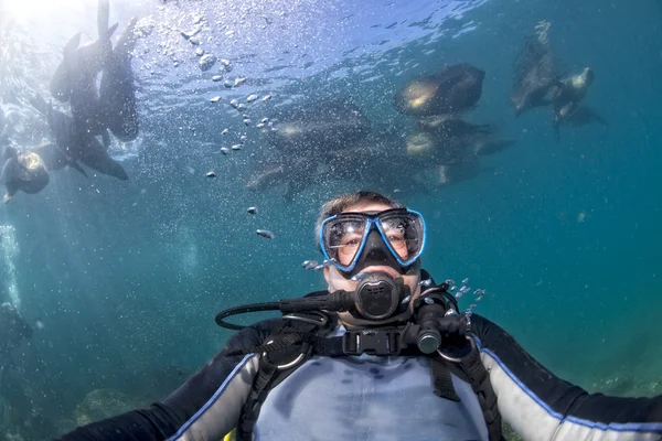 Photographer Diver mendekati laut singa keluarga bawah air — Stok Foto