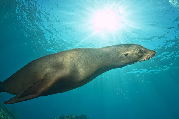 Welpe Seelöwe unter Wasser schaut dich an — Stockfoto