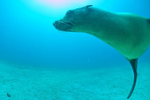 Potápěč a štěně lachtan pod vodou při pohledu na vás — Stock fotografie