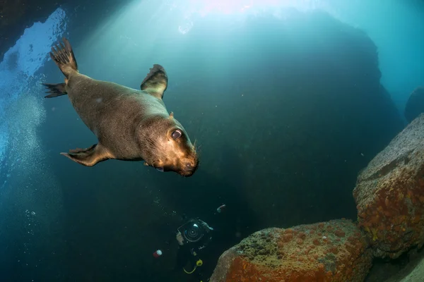 Щенячий морський лев під водою дивиться на вас — стокове фото