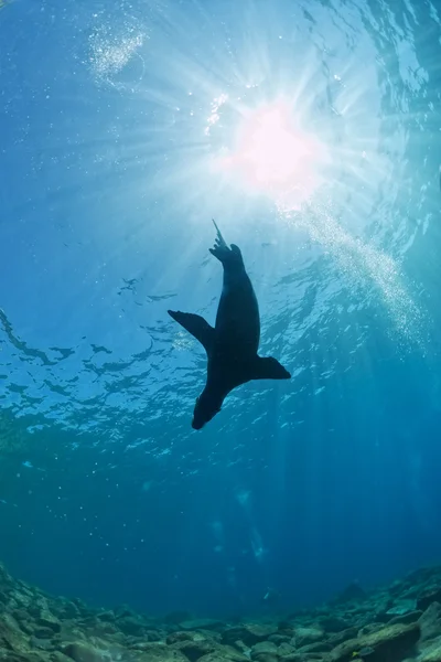 Welpe Seelöwe unter Wasser schaut dich an — Stockfoto