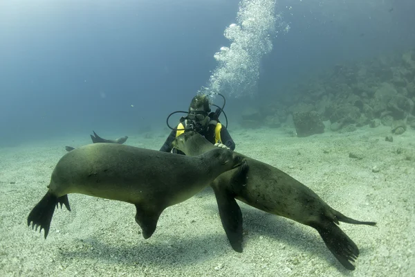 Welpe Seelöwe unter Wasser schaut dich an — Stockfoto