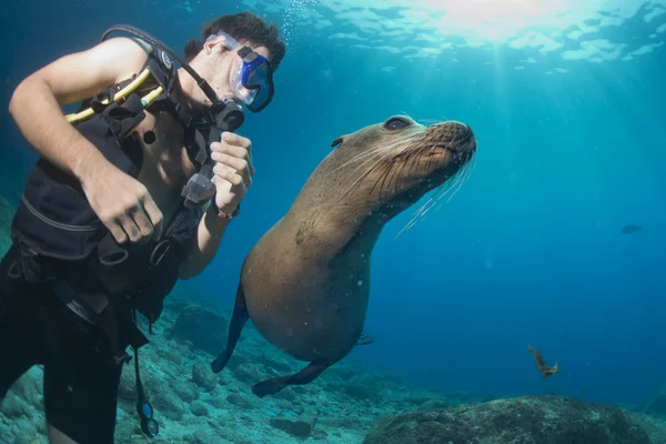 Singa laut di bawah air melihat Anda — Stok Foto