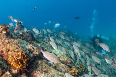Renkli resif sualtı dalış