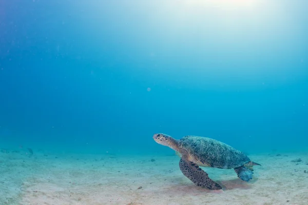 Schildkröte kommt zu Ihnen unter Wasser — Stockfoto