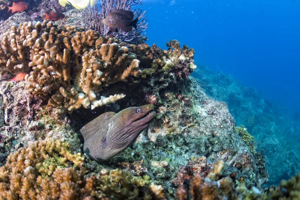 Buceo en arrecife de colores bajo el agua — Foto de Stock