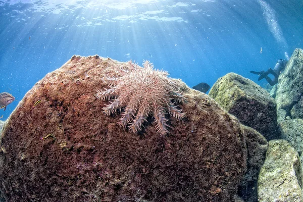 サンゴ礁のカラフルな水中風景の中の海の星 — ストック写真