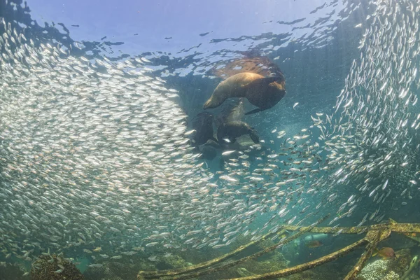 Otaries phoques après une boule géante appât sardine — Photo