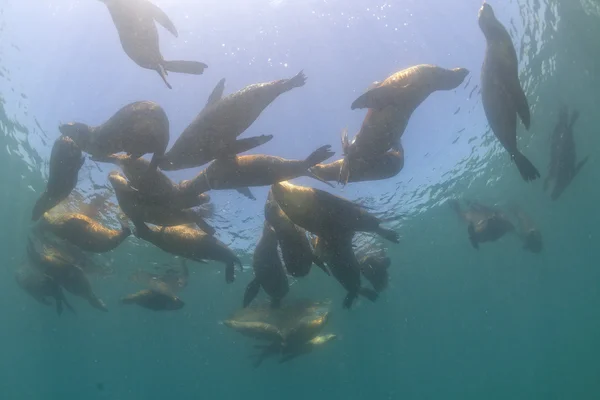 Grupo de focas-leão-marinho — Fotografia de Stock