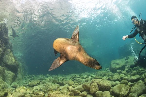 Taucher und Welpe Seelöwe unter Wasser schauen dich an — Stockfoto