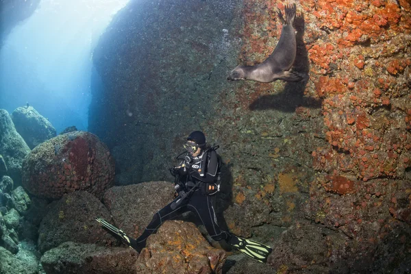 Buceador y león marino cachorro bajo el agua mirándote — Foto de Stock