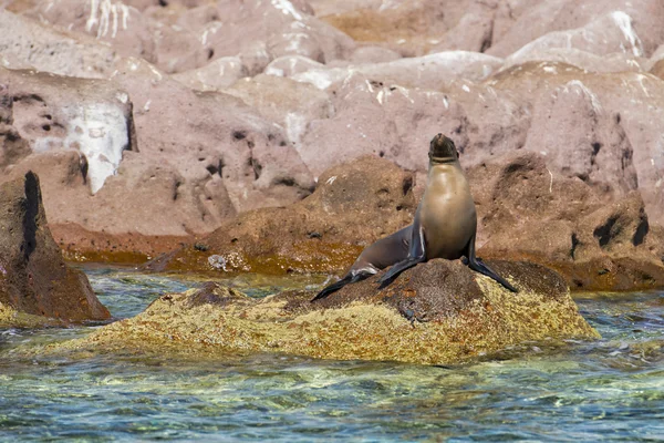 Selo leão marinho descansando sobre as rochas — Fotografia de Stock