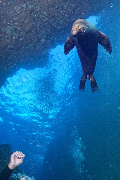 Taucher und Welpe Seelöwe unter Wasser schauen dich an — Stockfoto