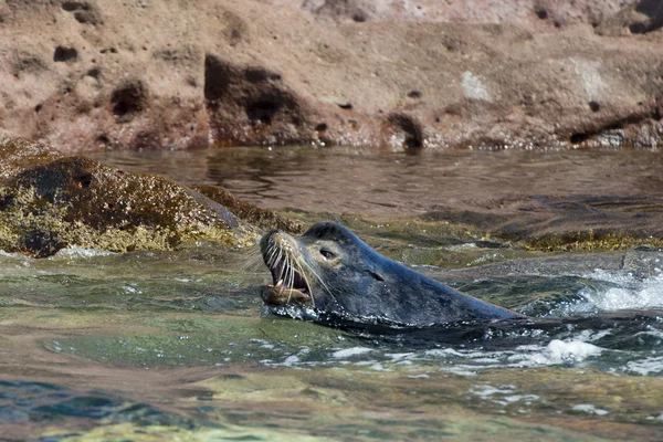 Männlicher Seelöwe — Stockfoto