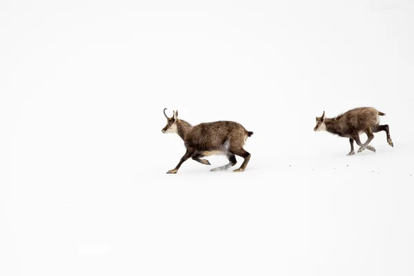 Father and son chamois deer running in the snow — Stock Photo, Image