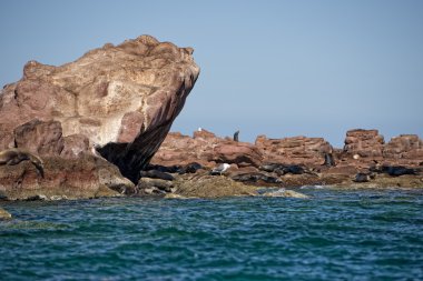 Deniz aslanı baja California'deki/daki mühür