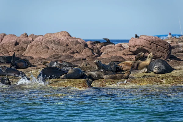 Seal sea lion in baja california — Stock Photo, Image