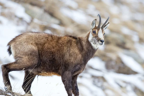 Kar arka planda Chamois geyik — Stok fotoğraf