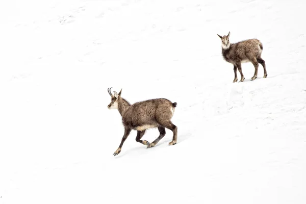 Baba ve oğul chamois kar arka planda geyik — Stok fotoğraf