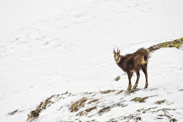 Gämsen-Hirsch im Schneehintergrund — Stockfoto