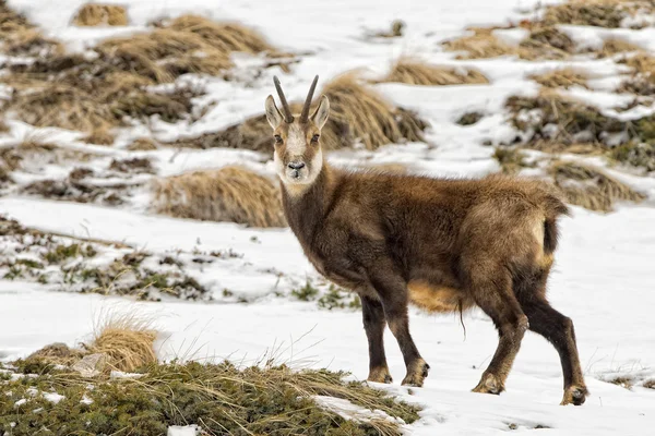 Kar arka planda Chamois geyik — Stok fotoğraf