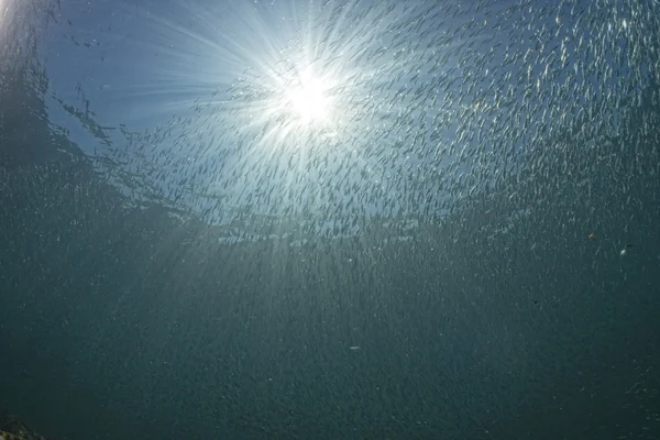 In einem Schwarm Fische unter Wasser — Stockfoto