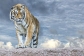 Tygr ussurijský, připraven k útoku, při pohledu na vás