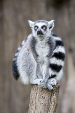 Sana bakmak ederken lemur maymun