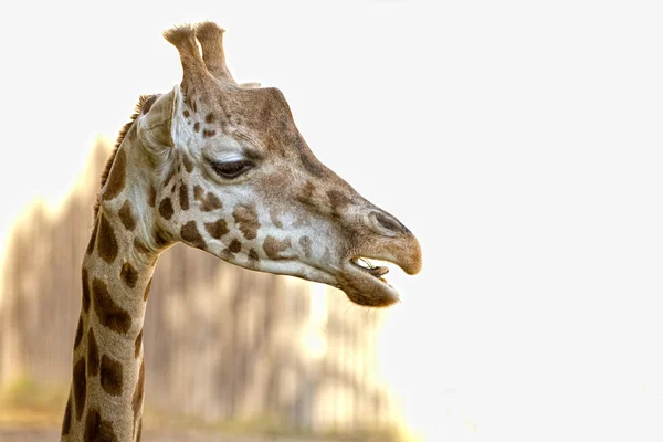 Isolated giraffe close up portrait while eating — Stock Photo, Image