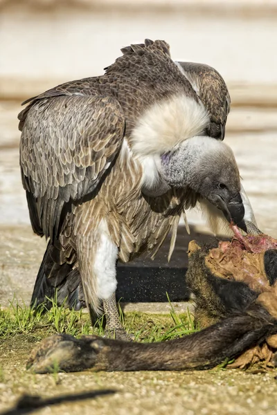 Geierbussard frisst totes Tier — Stockfoto