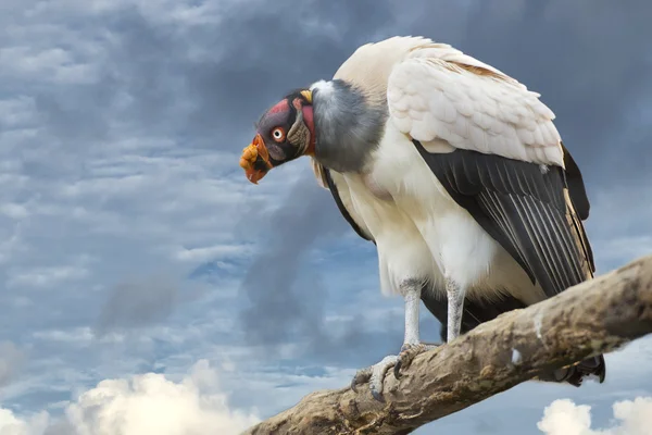 Sarcoramphus papa på mulen himmel bakgrund — Stockfoto