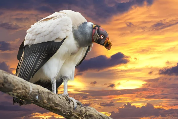 Sarcoramphus papa sobre fondo dorado al atardecer — Foto de Stock