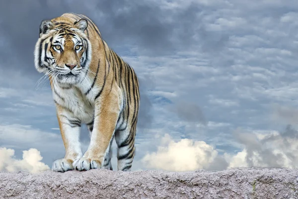 Siberische tijger klaar om te vallen op zoek naar jou — Stockfoto