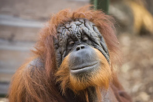 Orangutan monkey close up portrait — Stock Photo, Image