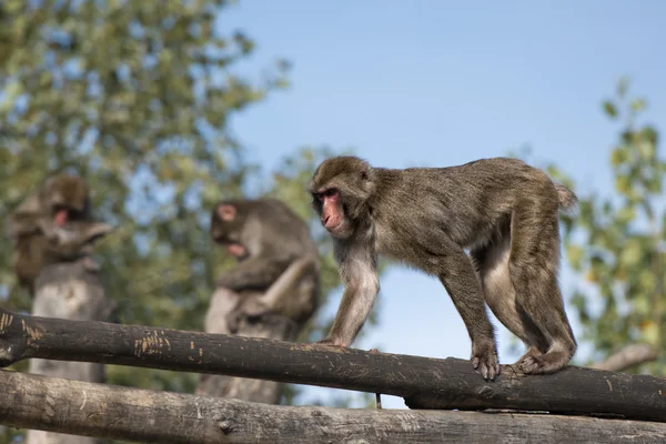 Japonais macaque singe portrait — Photo