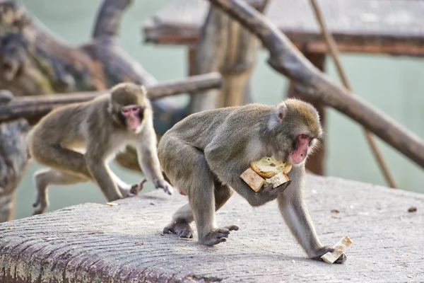 Retrato de mono macaco japonés —  Fotos de Stock