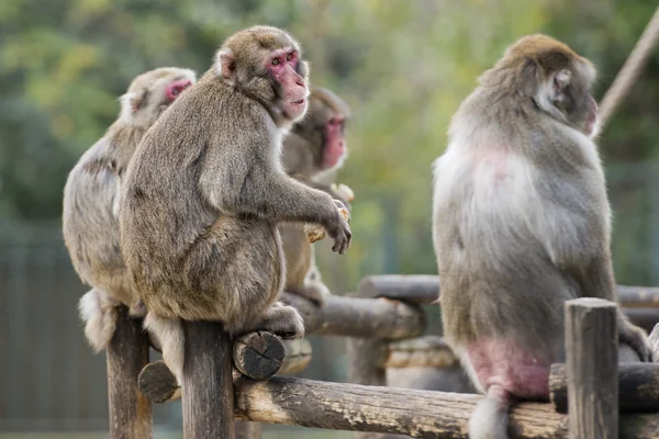 Japanese macaque monkey portrait — Stock Photo, Image