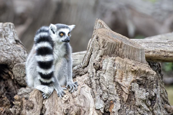 Lemur aap terwijl op zoek naar jou — Stockfoto